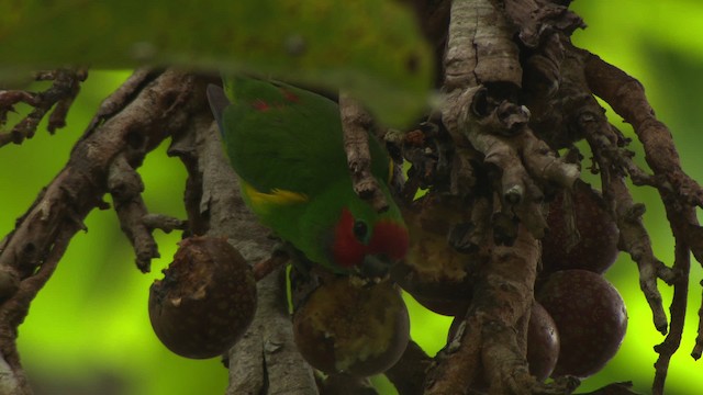 Double-eyed Fig-Parrot (Double-eyed) - ML481740