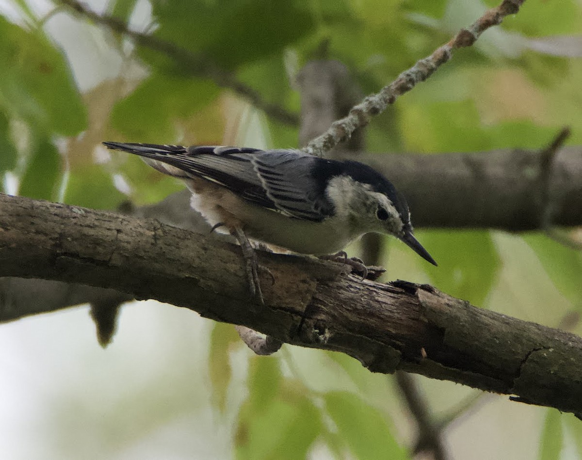 White-breasted Nuthatch - ML481742601