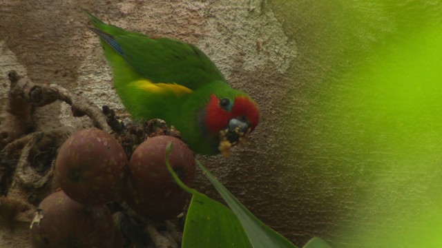 Double-eyed Fig-Parrot (Double-eyed) - ML481743