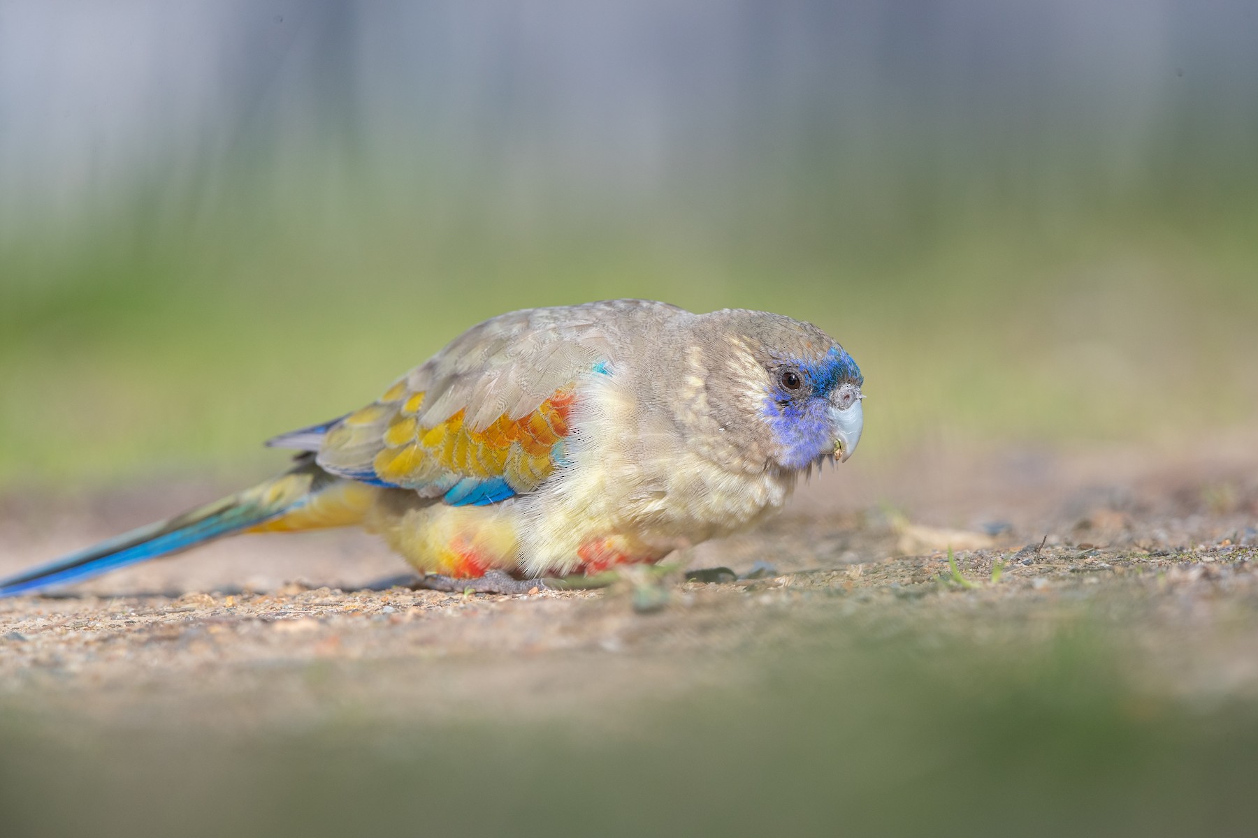 ハナガサインコ Haematogaster Pallescens Ebird