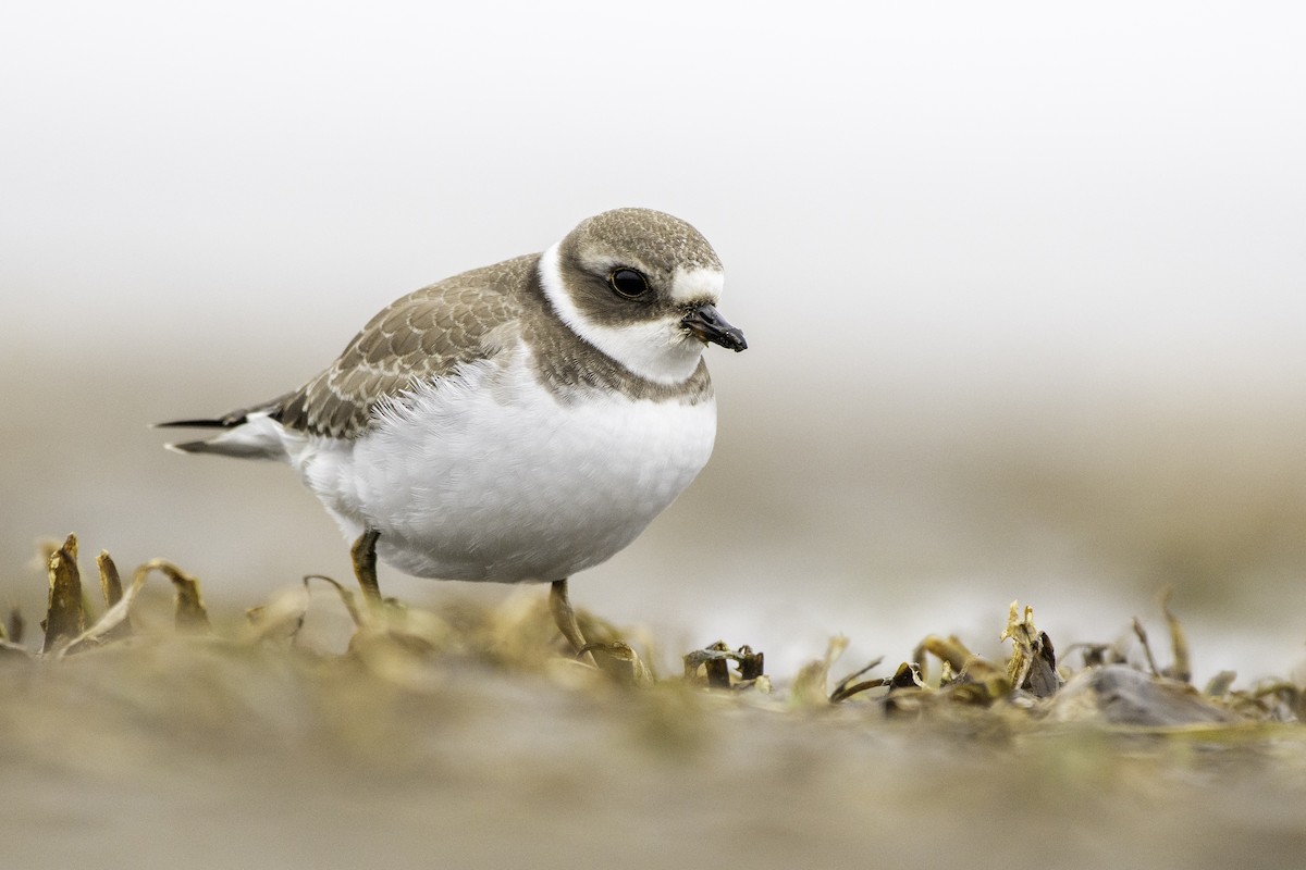 Semipalmated Plover - ML481750801