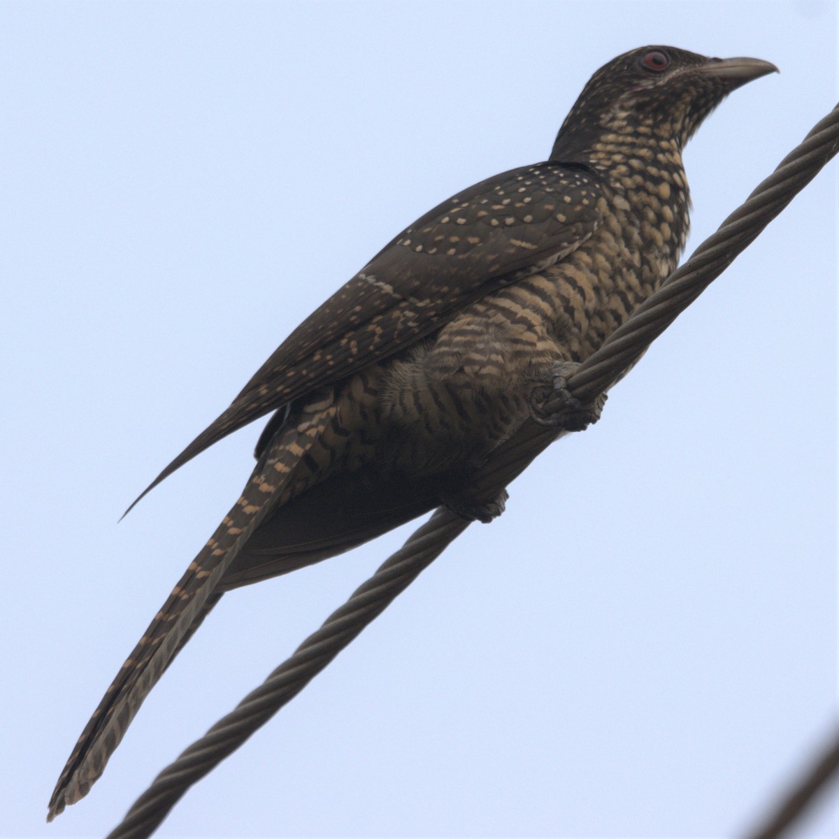 Asian Koel - Ajay Sarvagnam