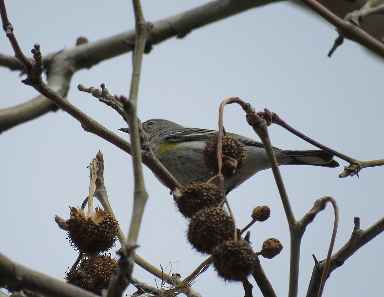 Yellow-rumped Warbler - Anne (Webster) Leight