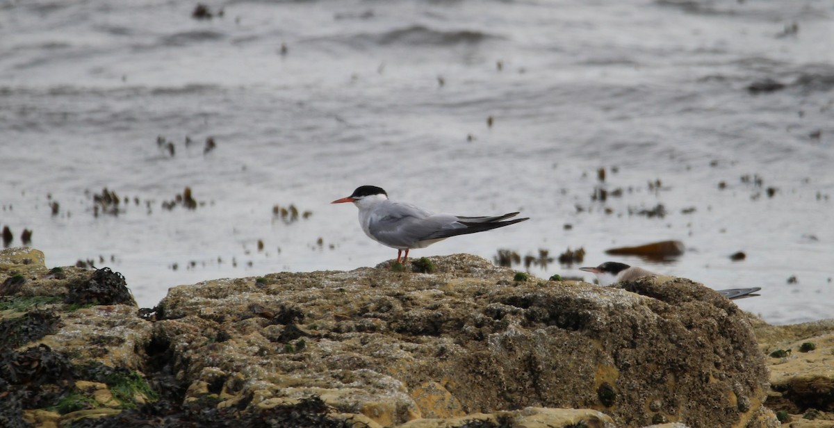 Common Tern - Gareth Bowes
