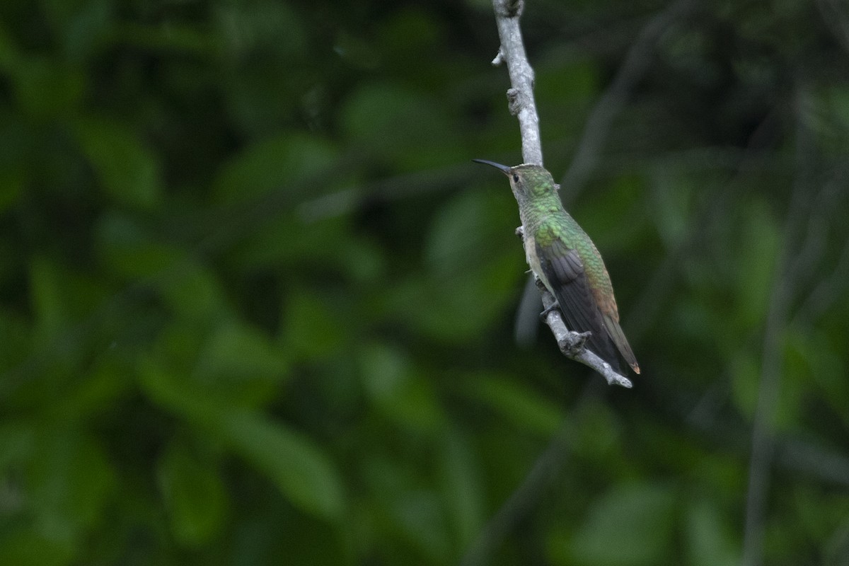 Buff-bellied Hummingbird - ML481769071