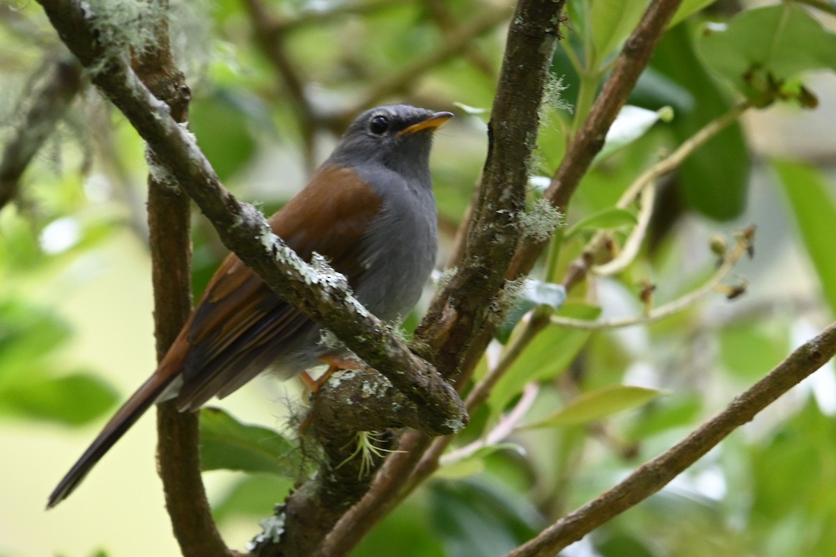 Andean Solitaire - ML481771361