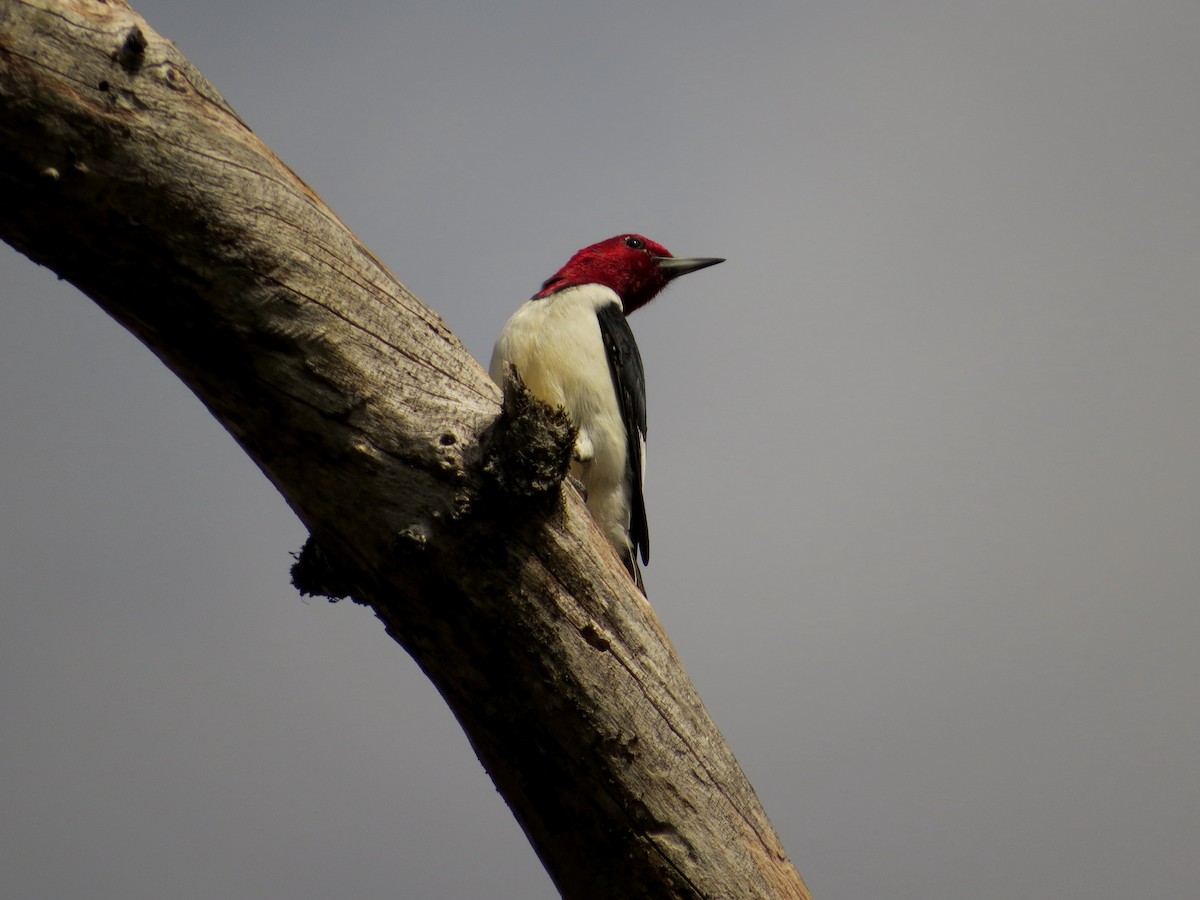 Red-headed Woodpecker - Lois Stacey