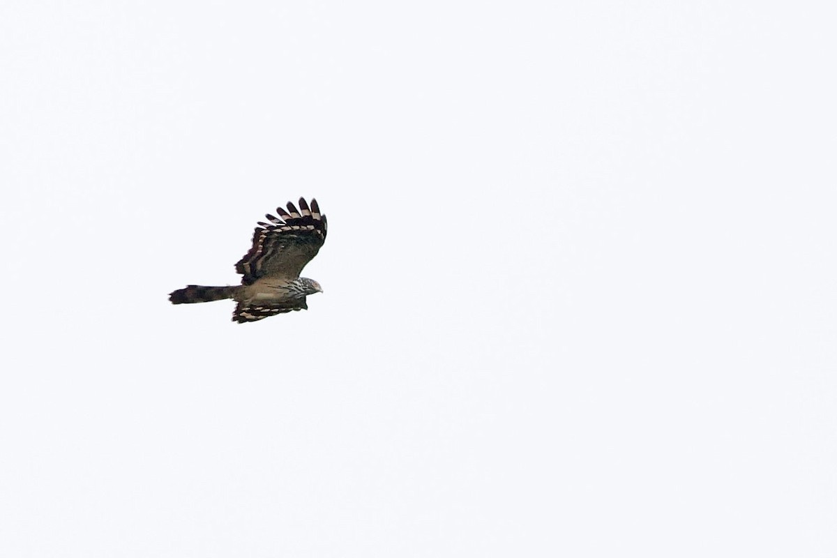 Long-tailed Honey-buzzard - Trevor Hardaker