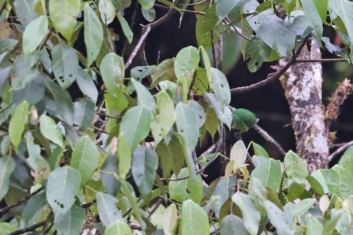 Red-breasted Pygmy-Parrot - ML481775701