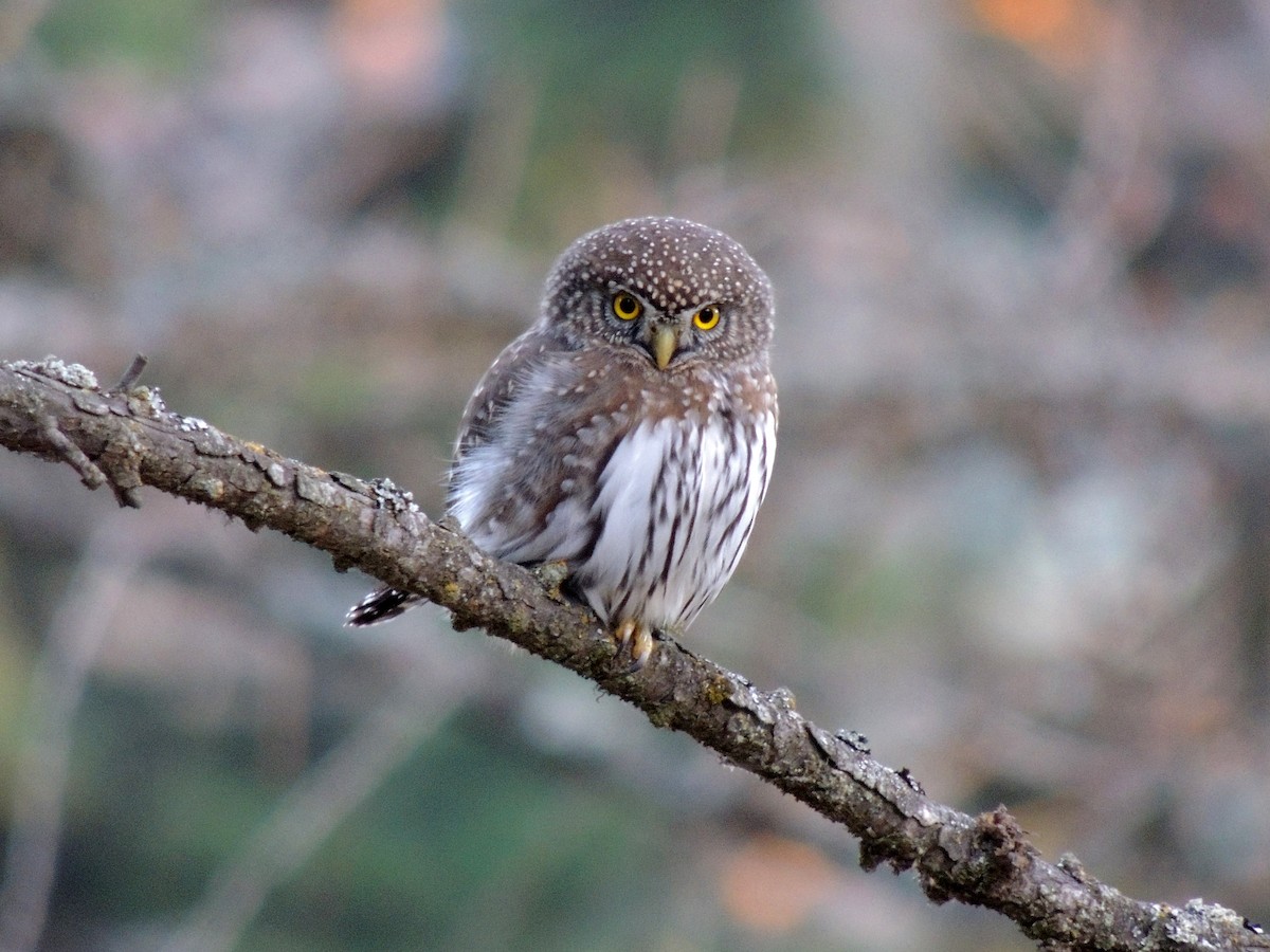 Northern Pygmy-Owl - Mary Rumple