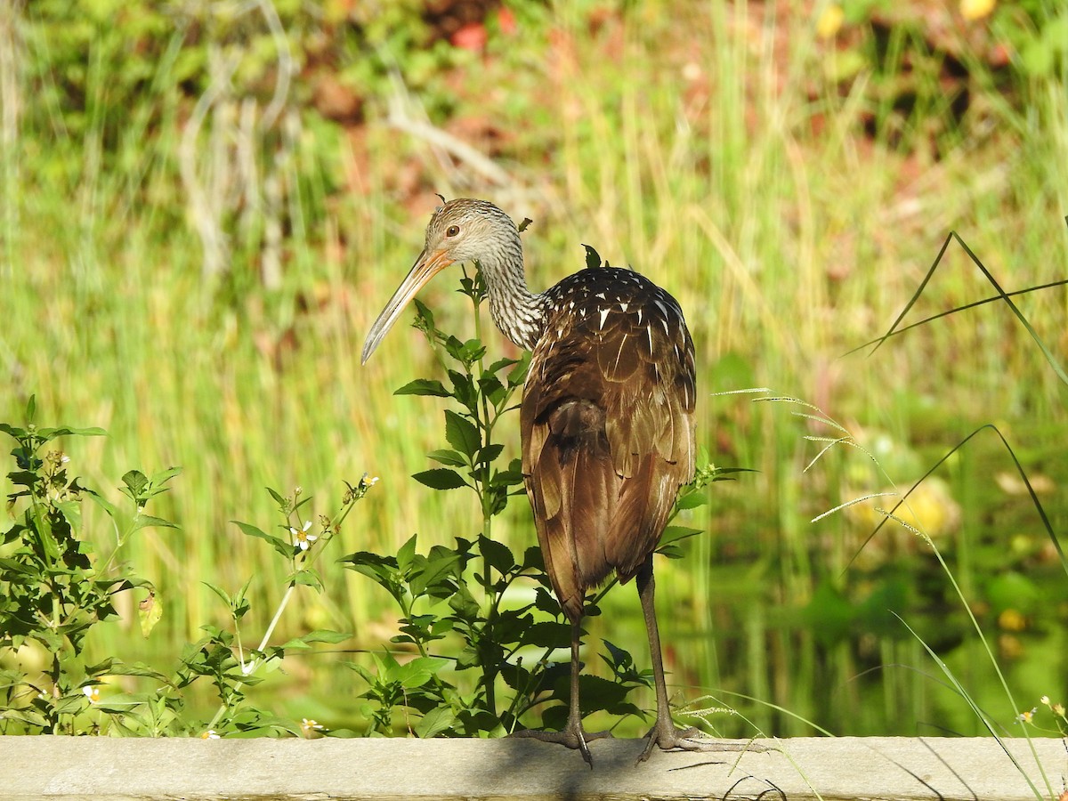 ML481776511 - Limpkin - Macaulay Library