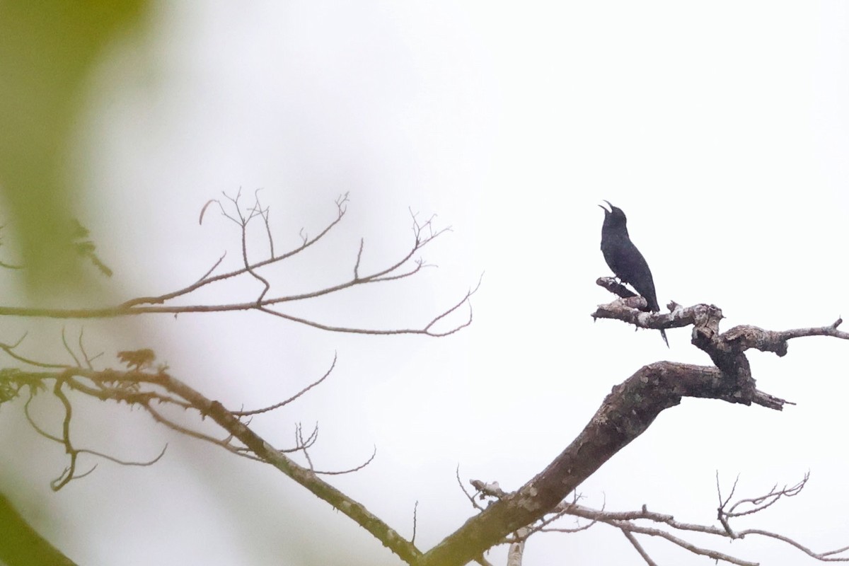 White-crowned Cuckoo - Trevor Hardaker