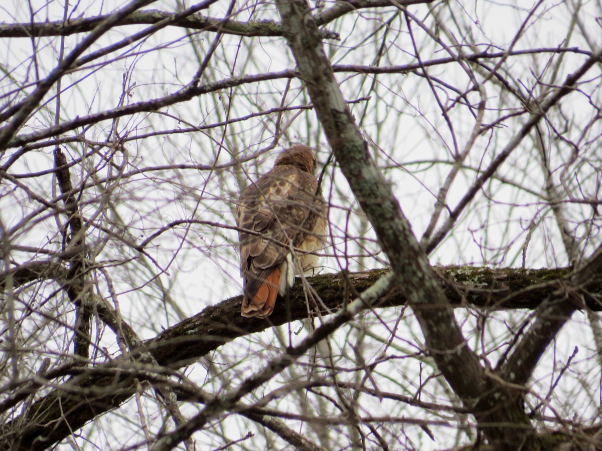 Red-tailed Hawk - ML48178231