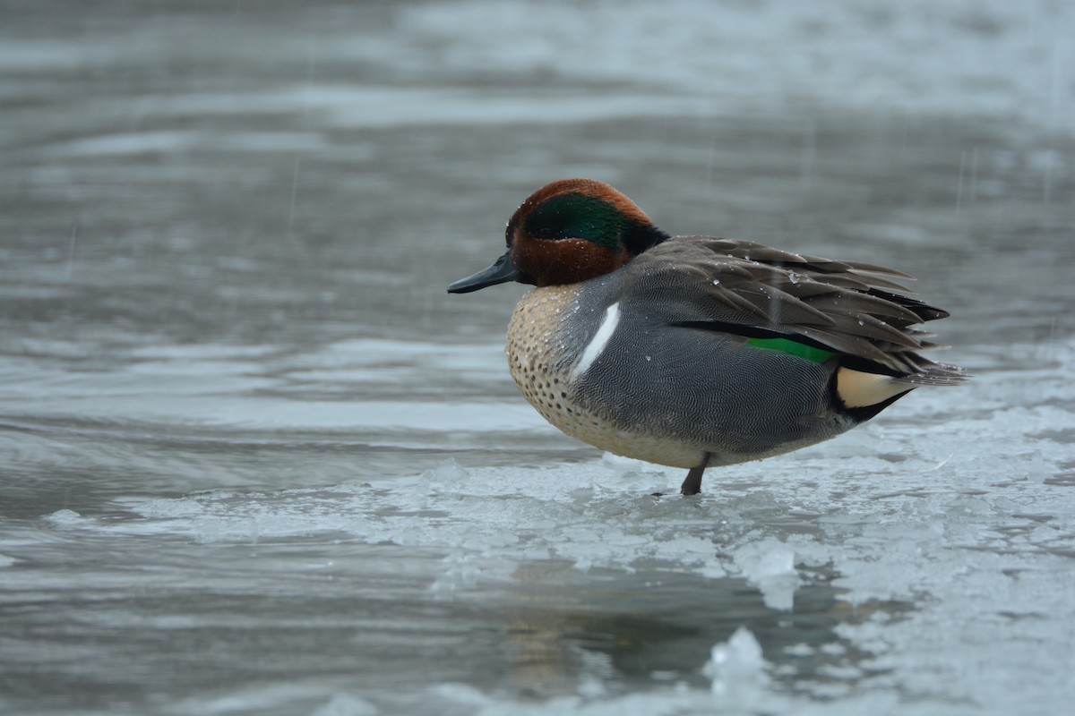 Green-winged Teal - ML48178261