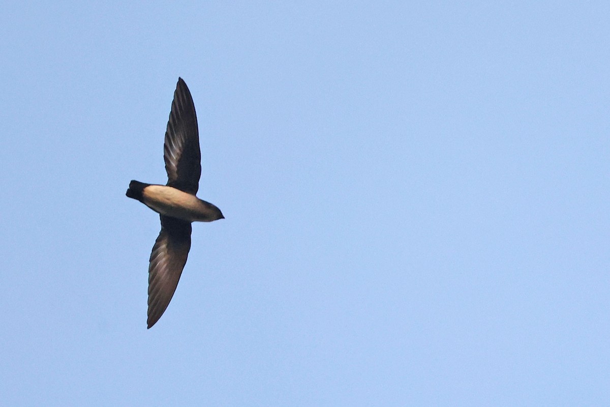 Papuan Spinetailed Swift - ML481788661