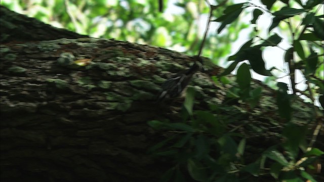 Black-and-white Warbler - ML481791