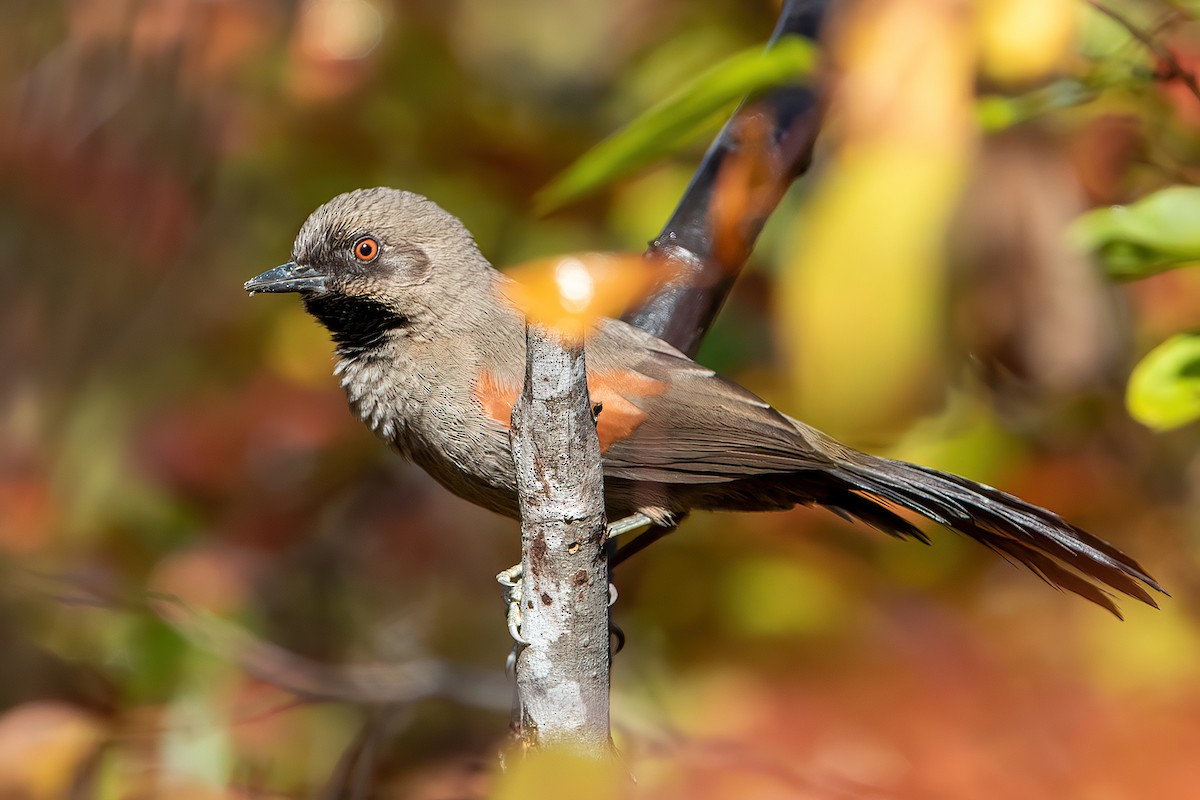 Red-shouldered Spinetail - ML481791411