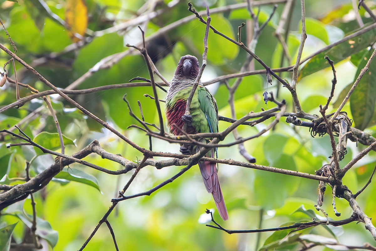 Gray-breasted Parakeet - ML481792151