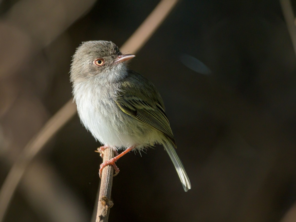 Pearly-vented Tody-Tyrant - ML481793731