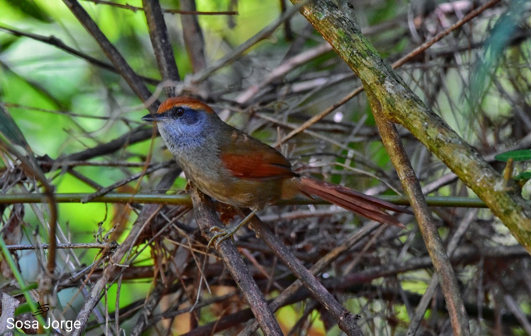 Rufous-capped Spinetail - ML481795731