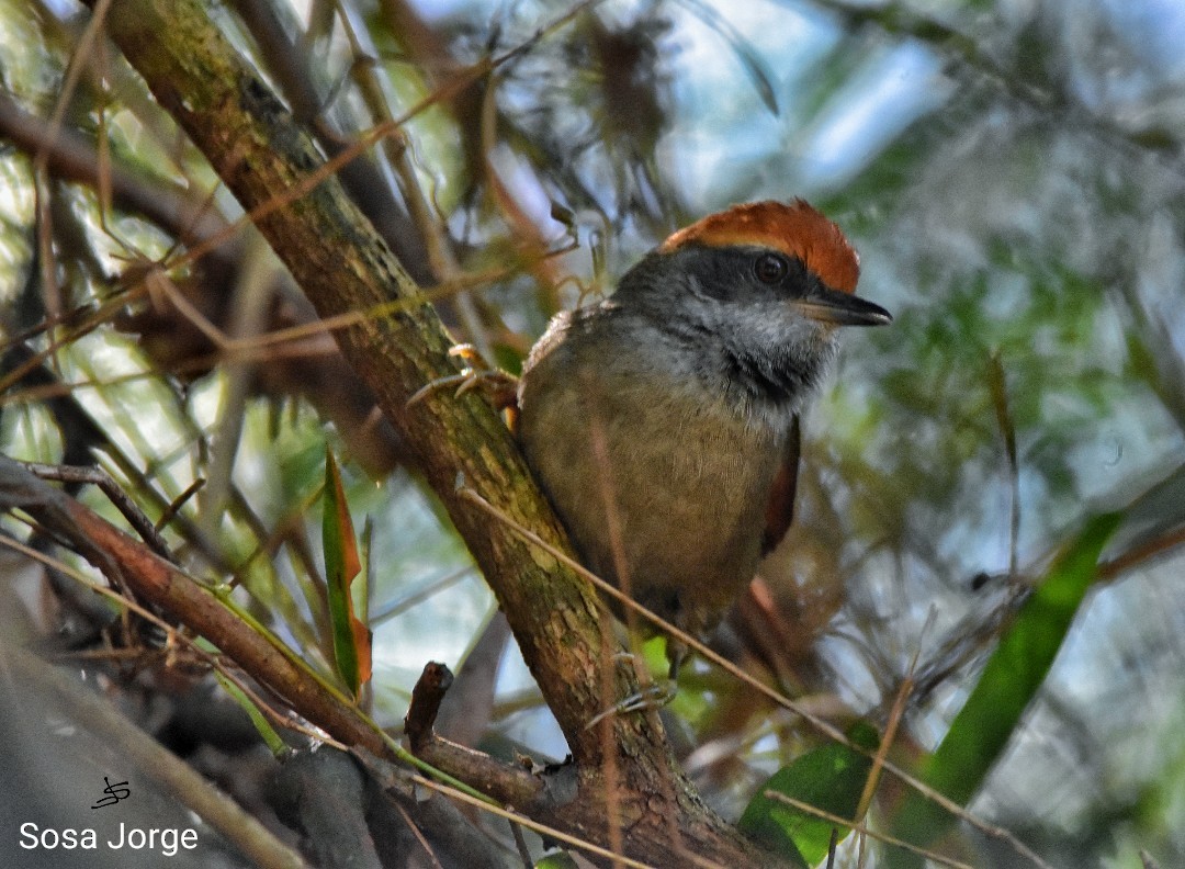 Rufous-capped Spinetail - ML481795751