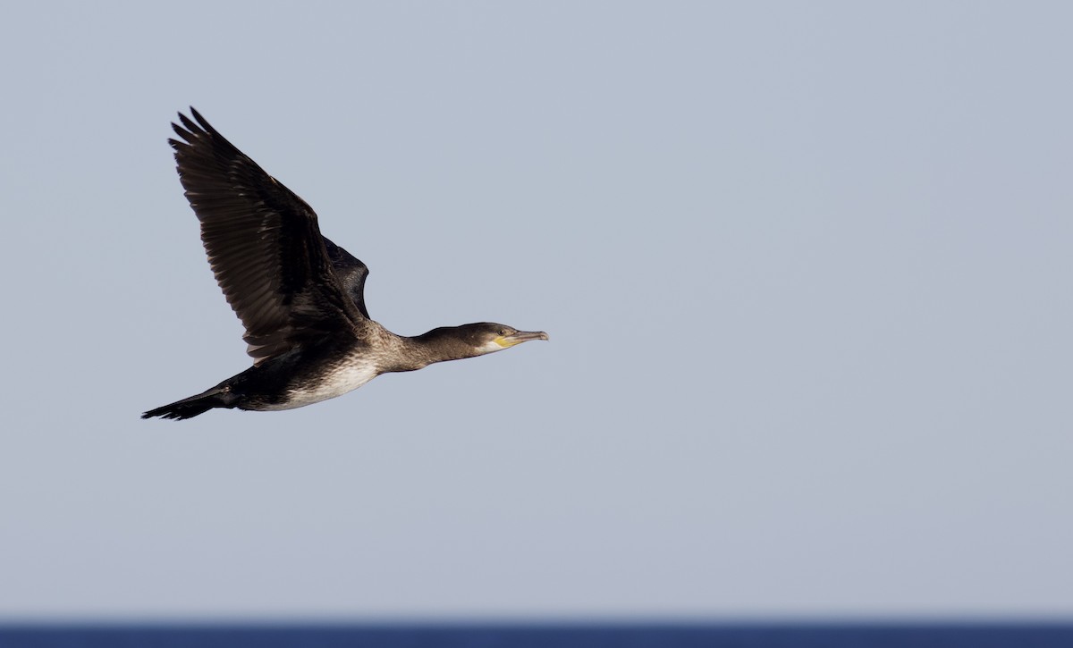 Great Cormorant (North Atlantic) - Nathan Dubrow