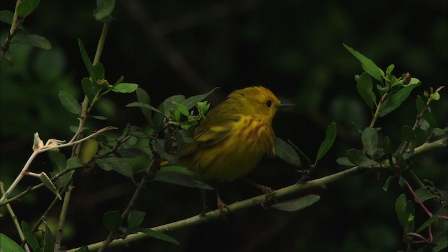 Yellow Warbler (Northern) - ML481798
