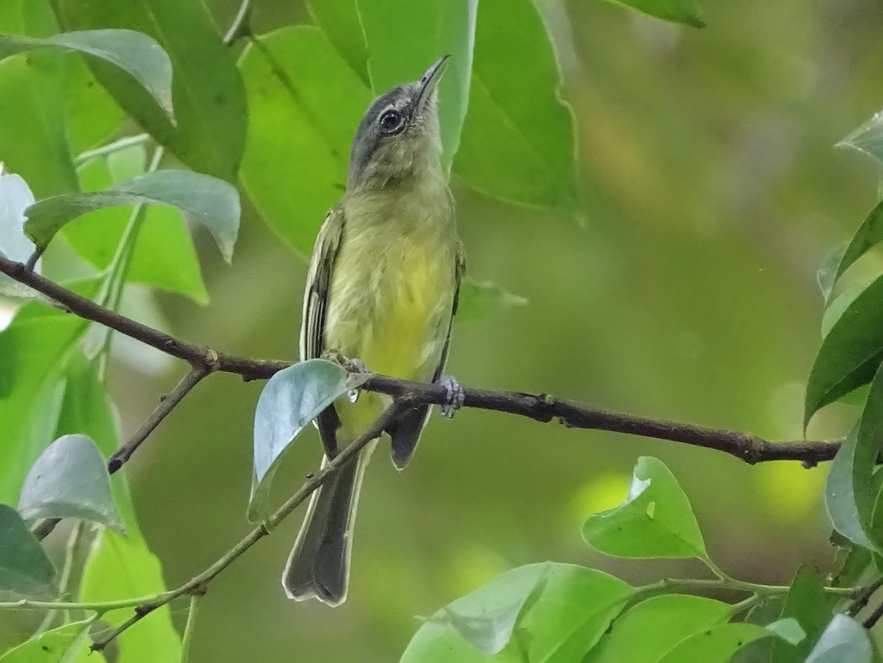 Bico chato da copa bico chato do sucunduri EBird