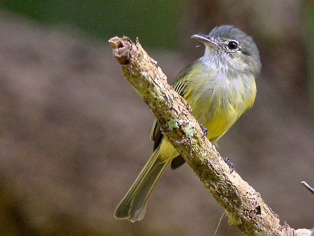 Photos - Yellow-winged Flatbill - Tolmomyias flavotectus - Birds of the ...