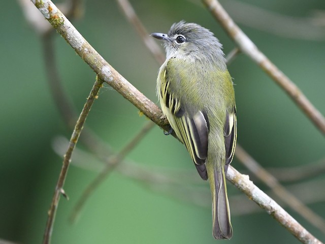 Photos - Yellow-winged Flatbill - Tolmomyias flavotectus - Birds of the ...