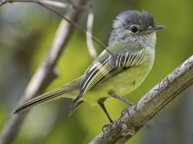 Photos - Yellow-winged Flatbill - Tolmomyias flavotectus - Birds of the ...