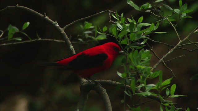 Scarlet Tanager - ML481806