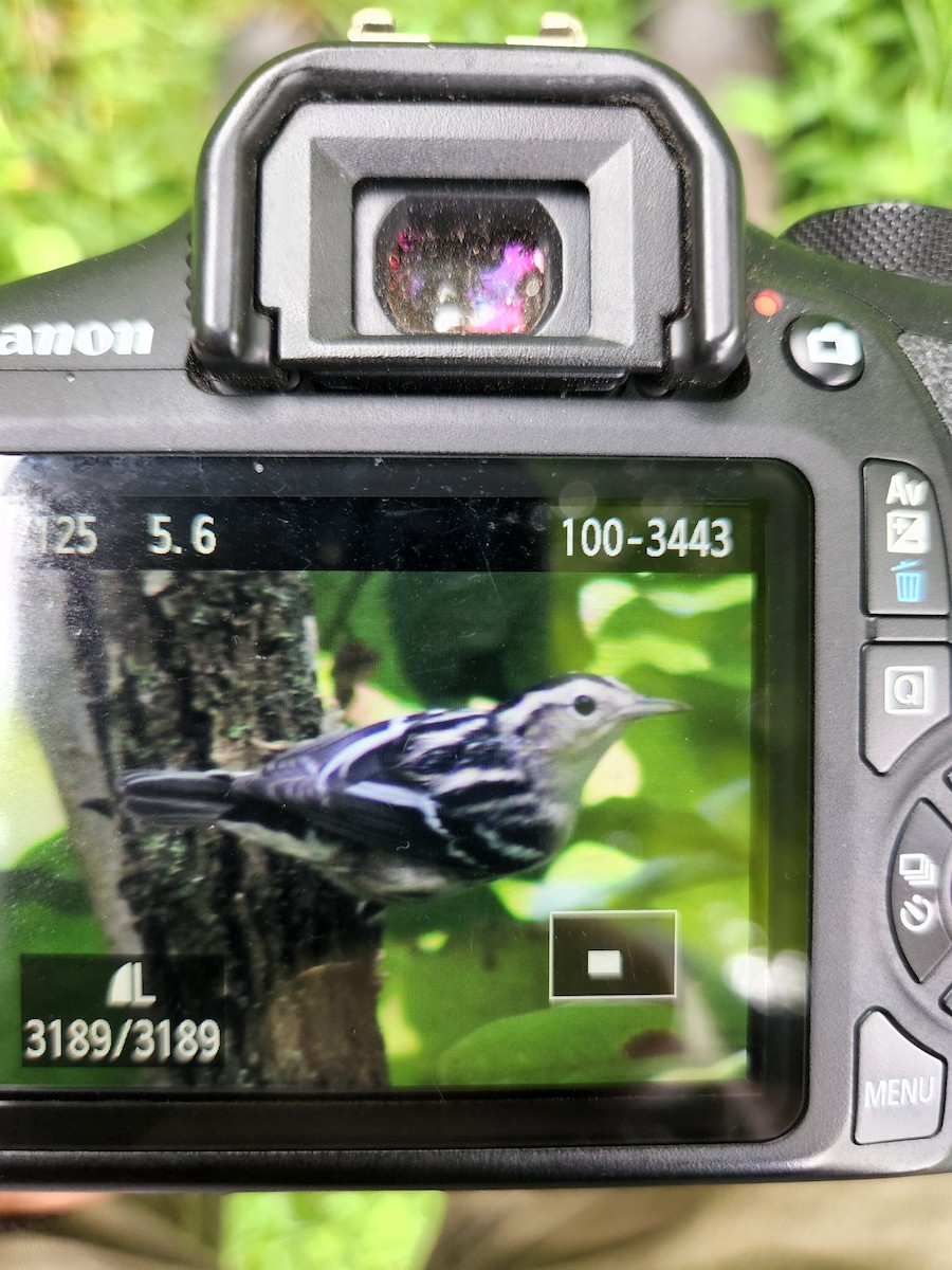 Black-and-white Warbler - ML481806451