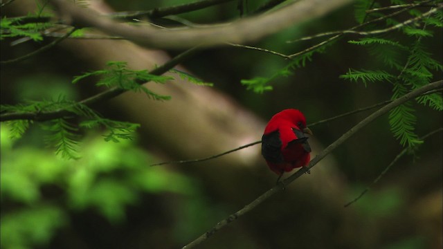 Scarlet Tanager - ML481807