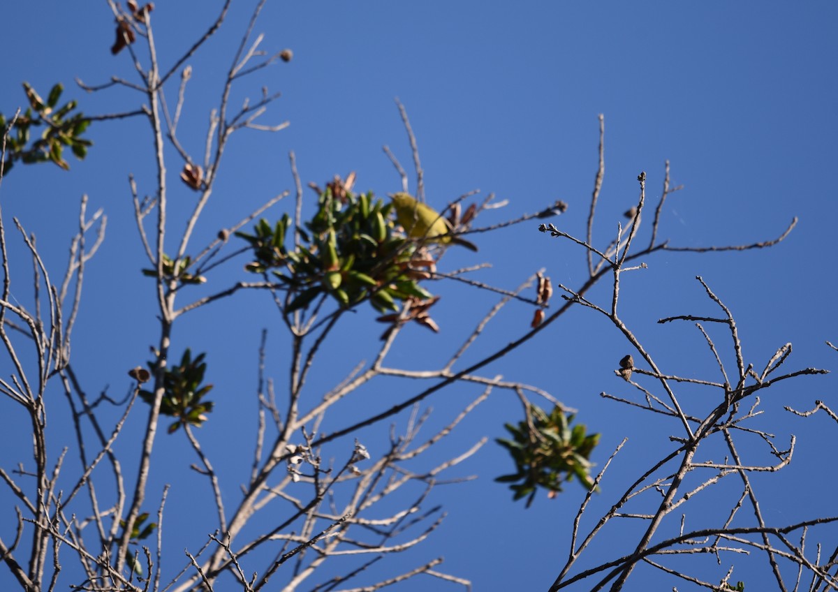 Orange-crowned Warbler - ML481811361