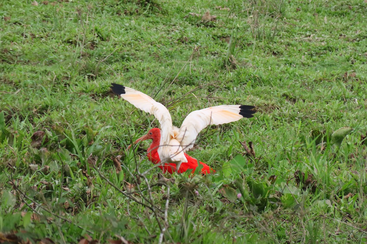 ibis bílý - ML481811411
