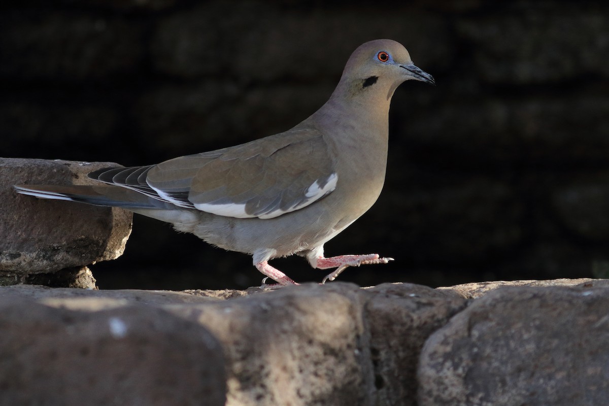 White-winged Dove - ML481811471