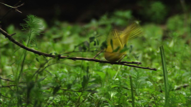Yellow Warbler (Northern) - ML481812