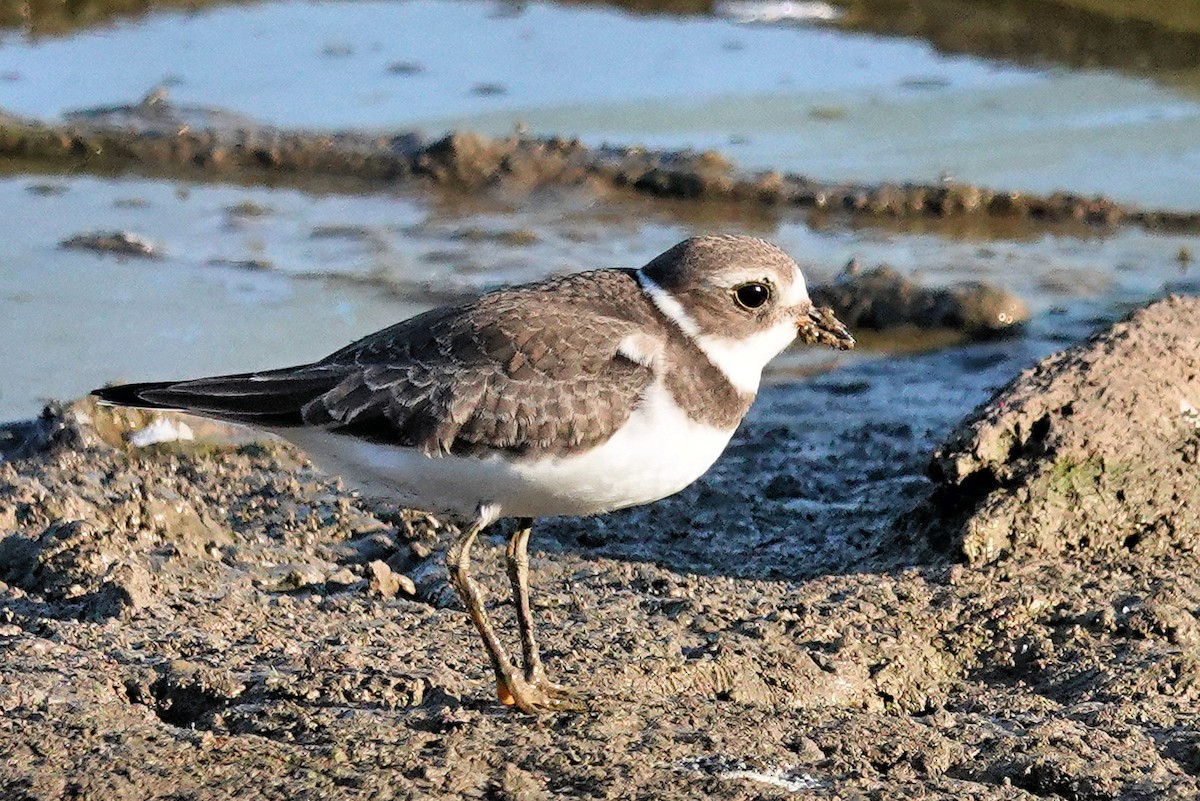 Semipalmated Plover - ML481817401
