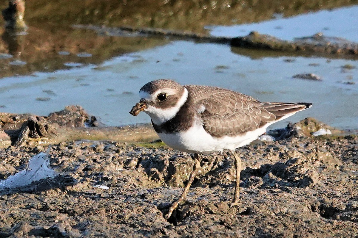 Semipalmated Plover - ML481817431