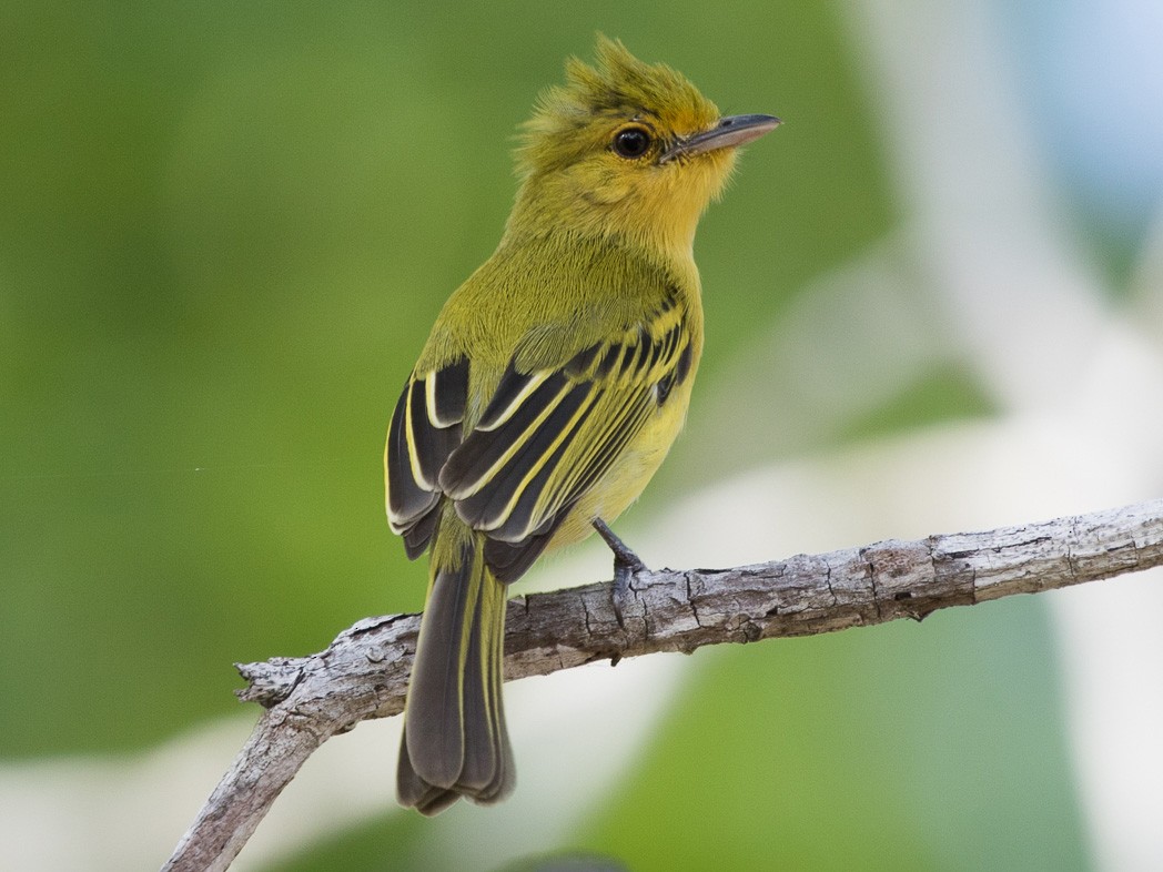 Ochrelored Flatbill eBird
