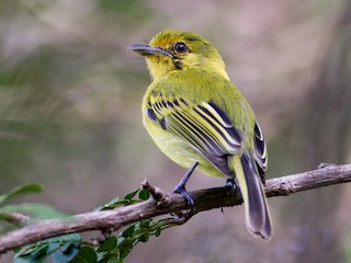 Yalangoch qizlar sutyen va külotsiz