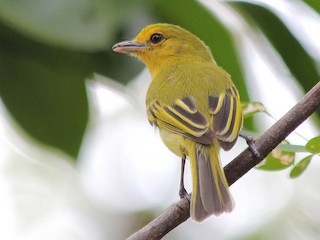 Pul uchun onlayn jinsiy aloqa video