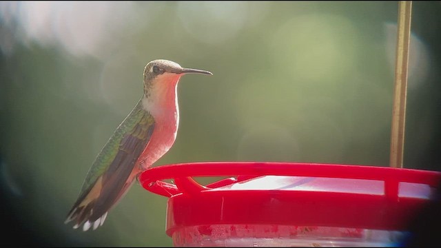 Ruby-throated Hummingbird - ML481819571