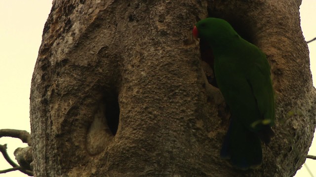 Papua Eklektus Papağanı - ML481820