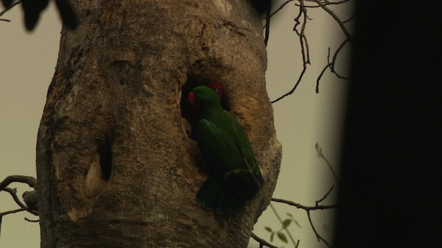 Papua Eklektus Papağanı - ML481823