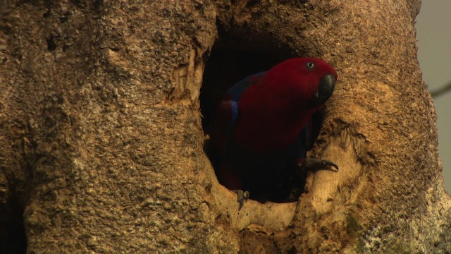 Papua Eklektus Papağanı - ML481824