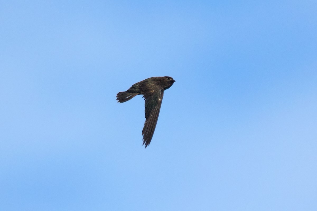 Cave Swiftlet - ML481825671