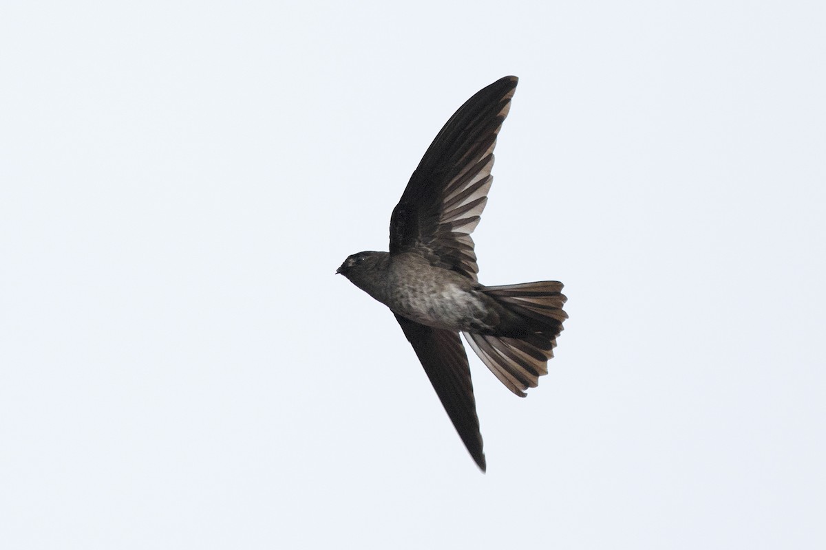 Cave Swiftlet - ML481825681