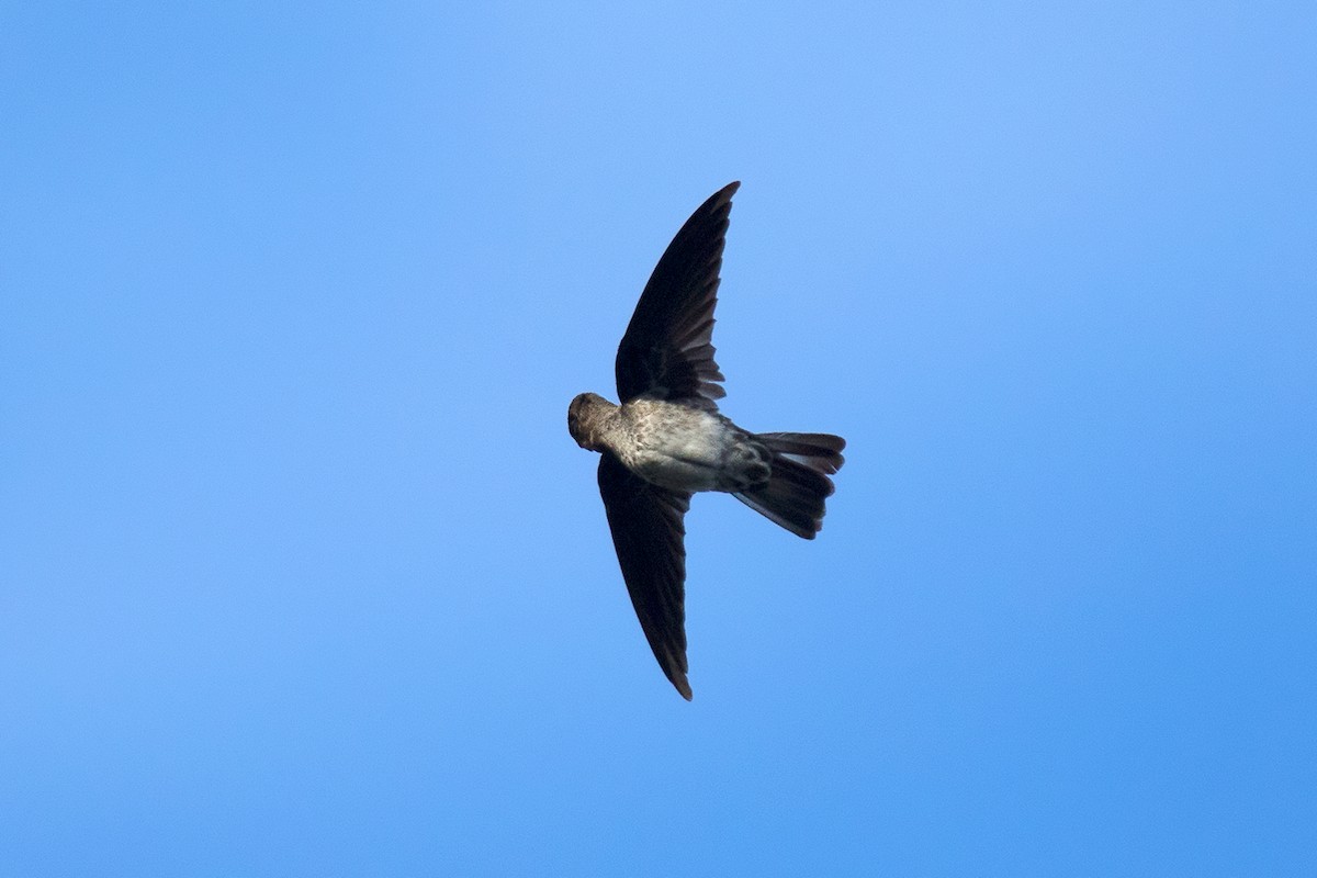 Cave Swiftlet - ML481825691